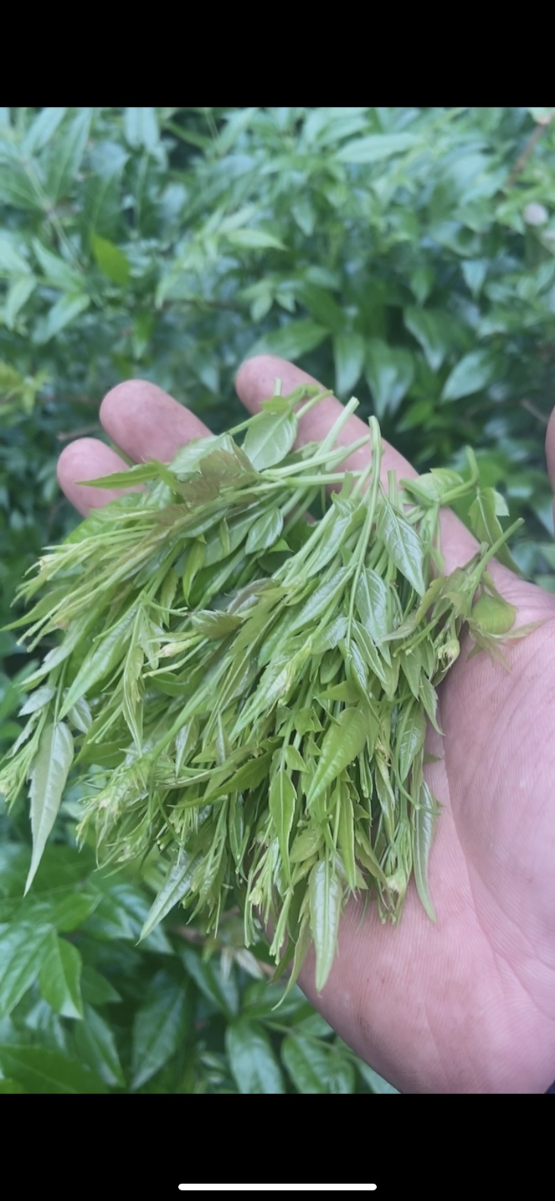张家界莓茶