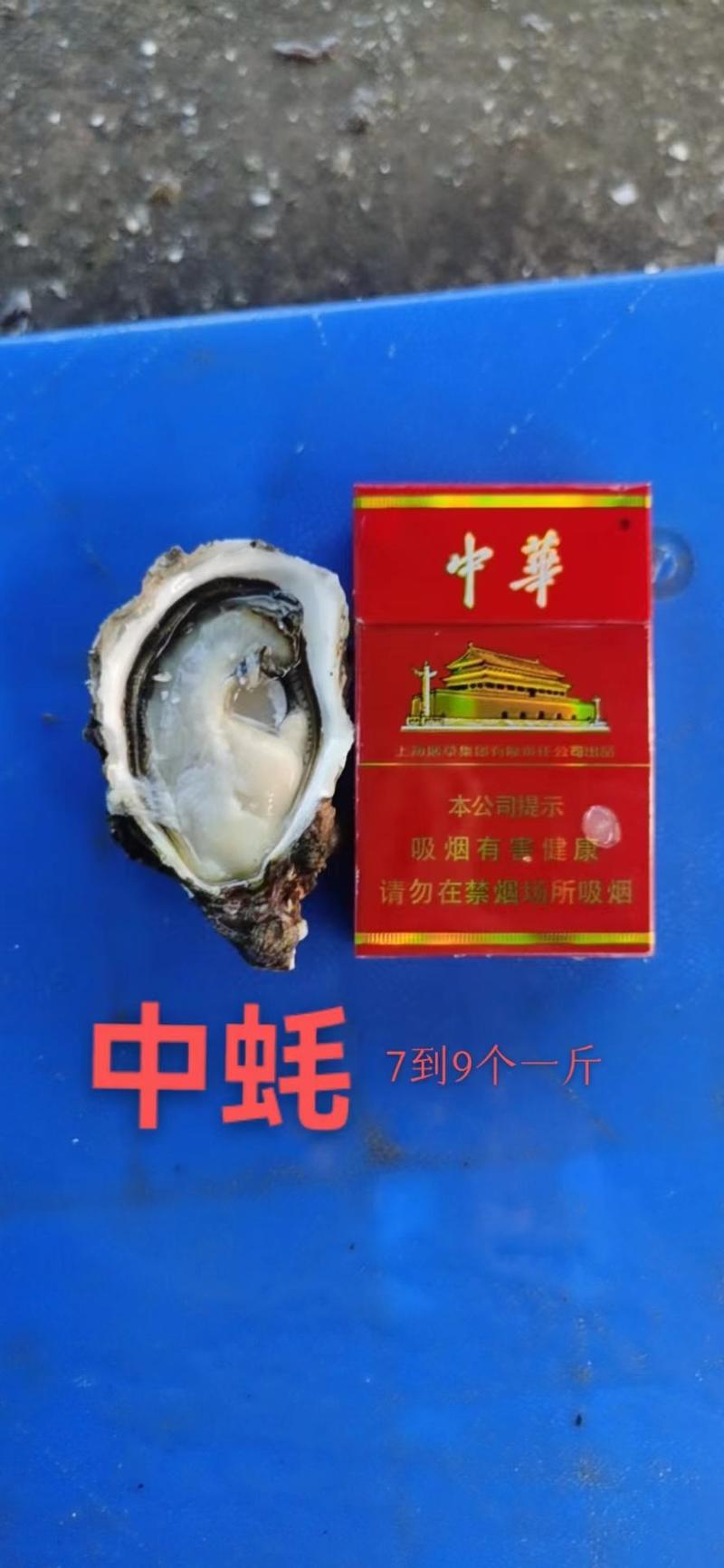 福建牡蛎生蚝精品规格一手货源全国发货可视频看货