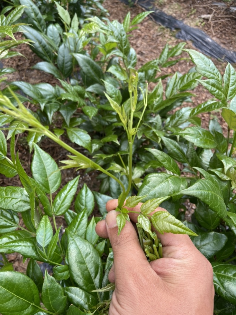 张家界莓茶