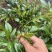 张家界莓茶