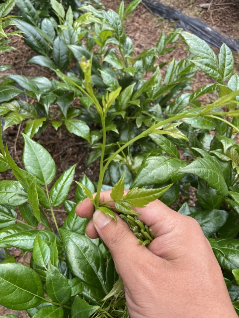张家界莓茶