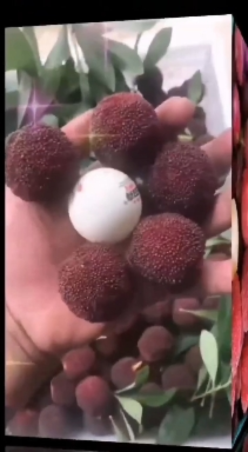自己家的杨梅