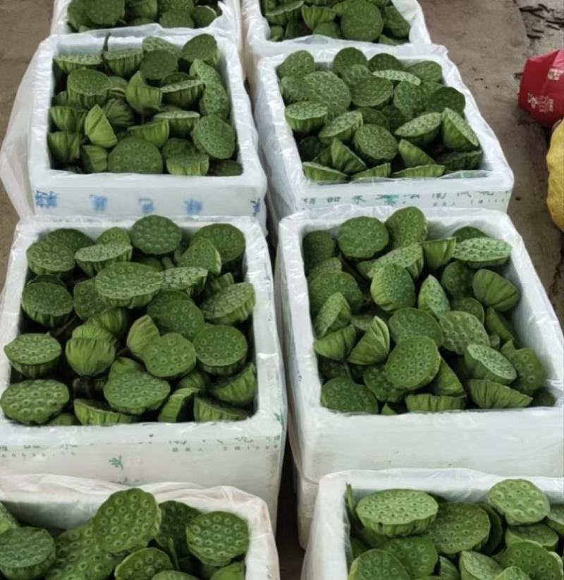 上海批发市场大量供应新鲜水果莲蓬，新鲜荷花北京莲蓬批发