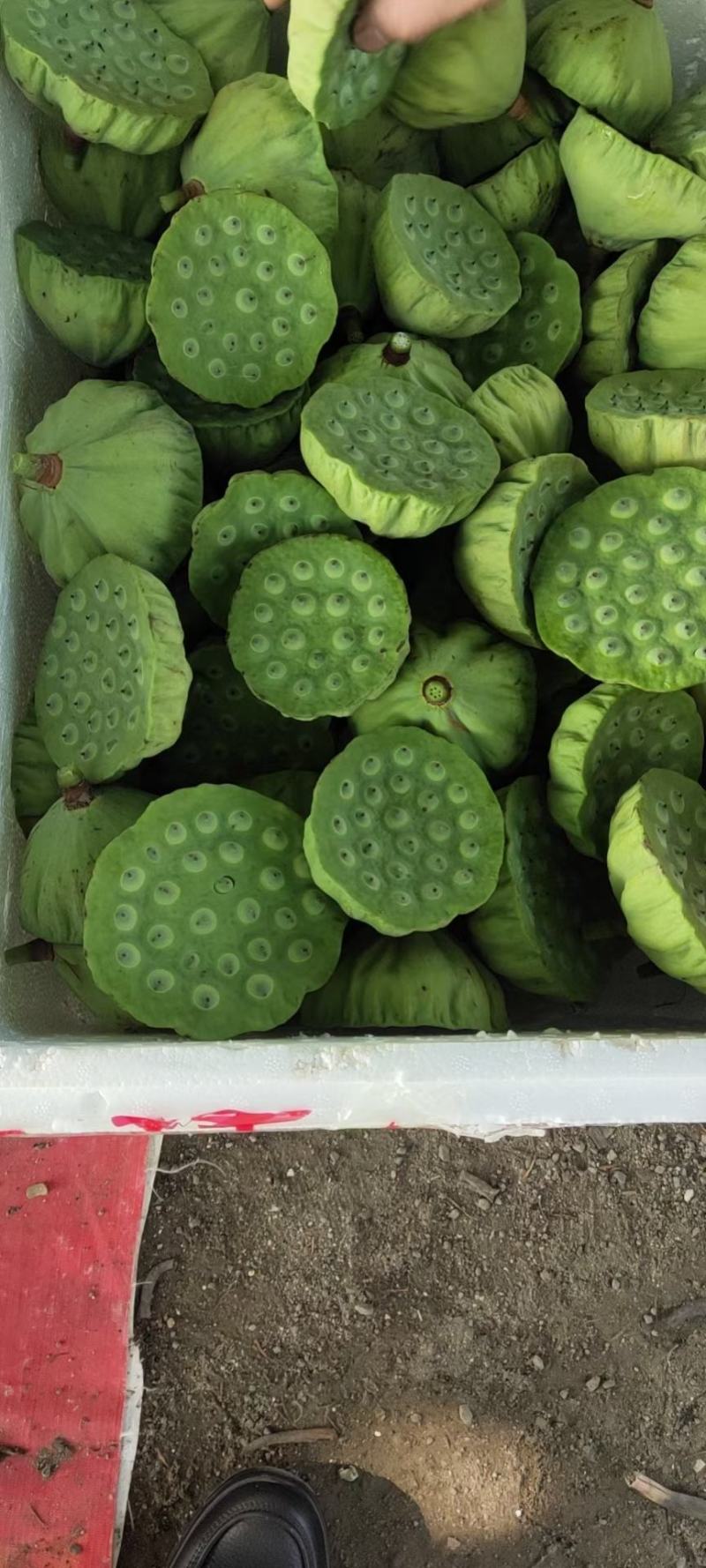 上海批发市场大量供应新鲜水果莲蓬，新鲜荷花北京莲蓬批发