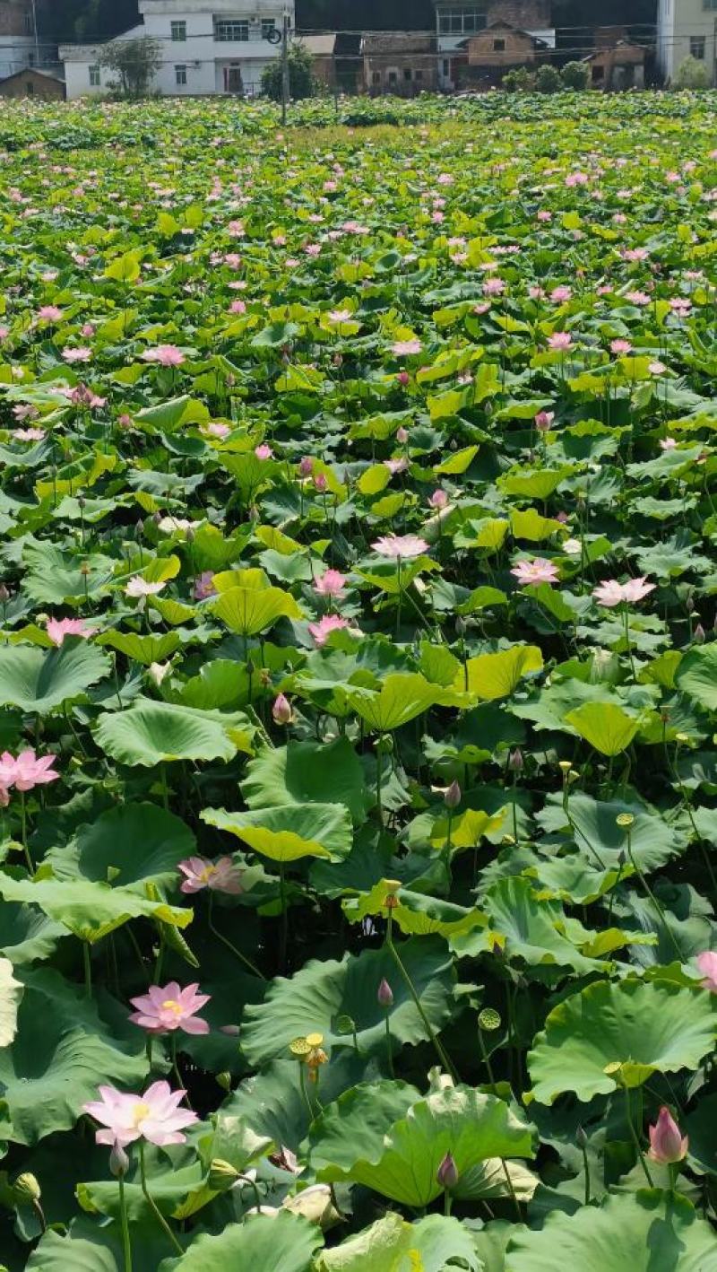 上海批发市场大量供应新鲜水果莲蓬，新鲜荷花北京莲蓬批发