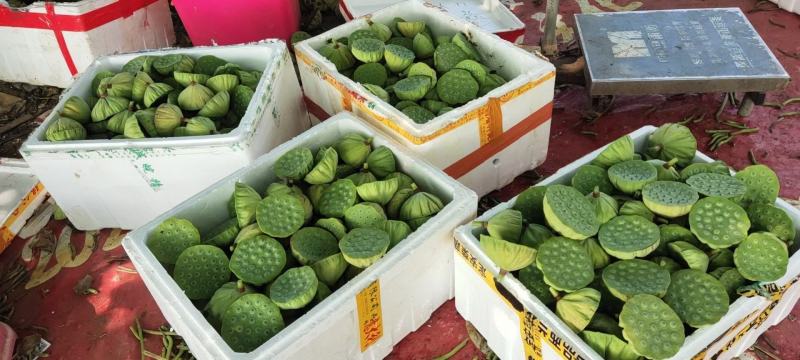 上海批发市场大量供应新鲜水果莲蓬，新鲜荷花北京莲蓬批发