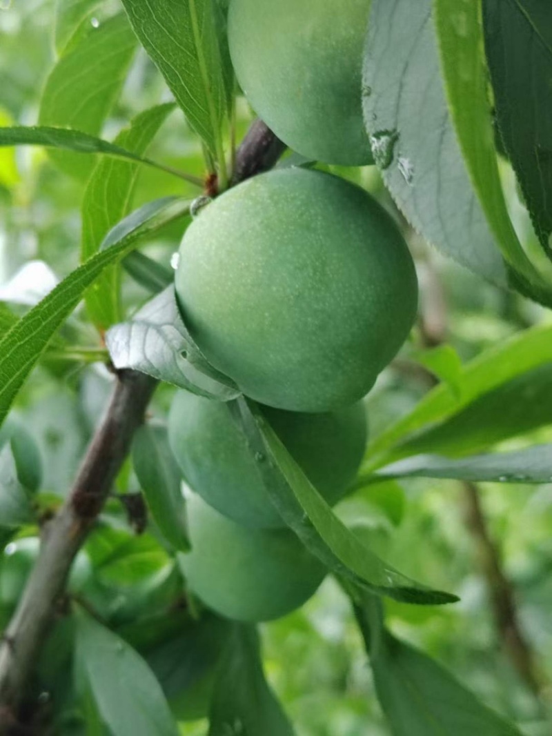 奉节的清脆李，数量大，品质高，价钱便宜，可一件代发，