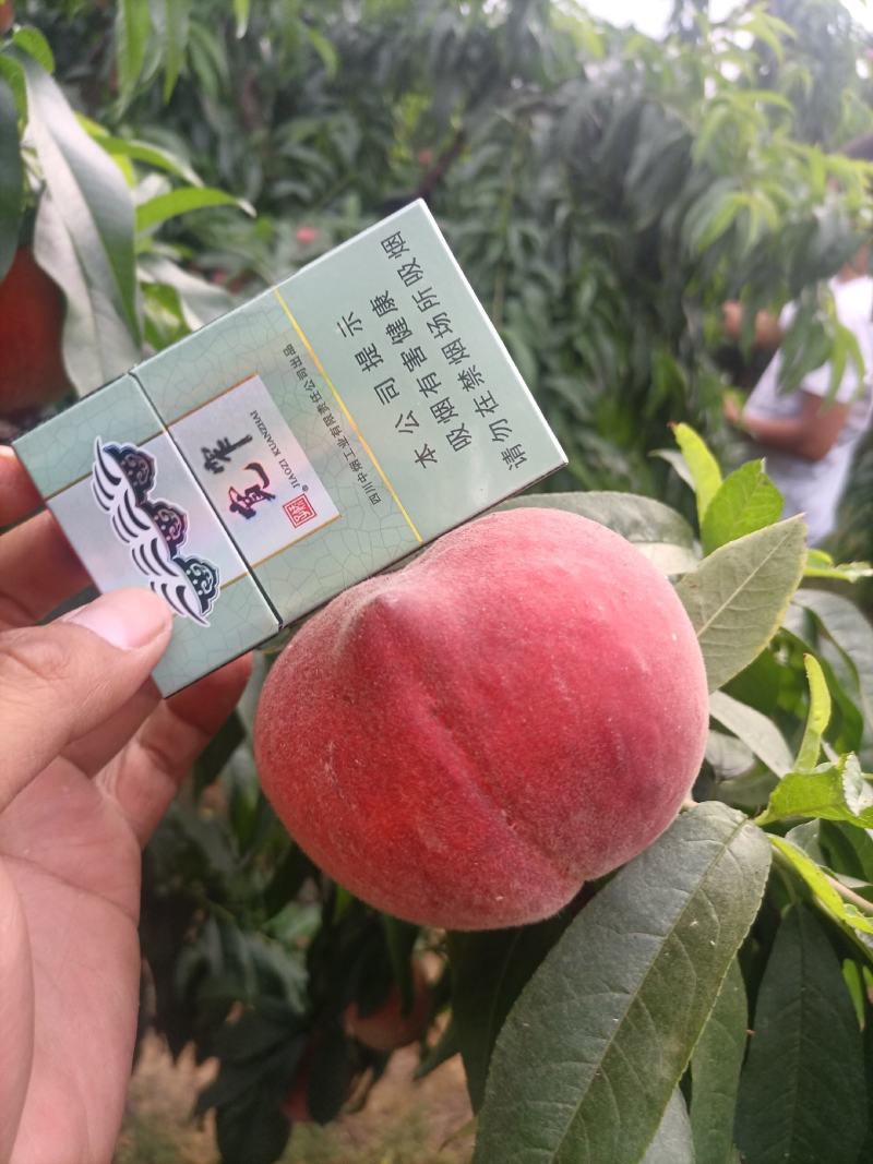 中桃8号大量售卖中，对接全国市场电商