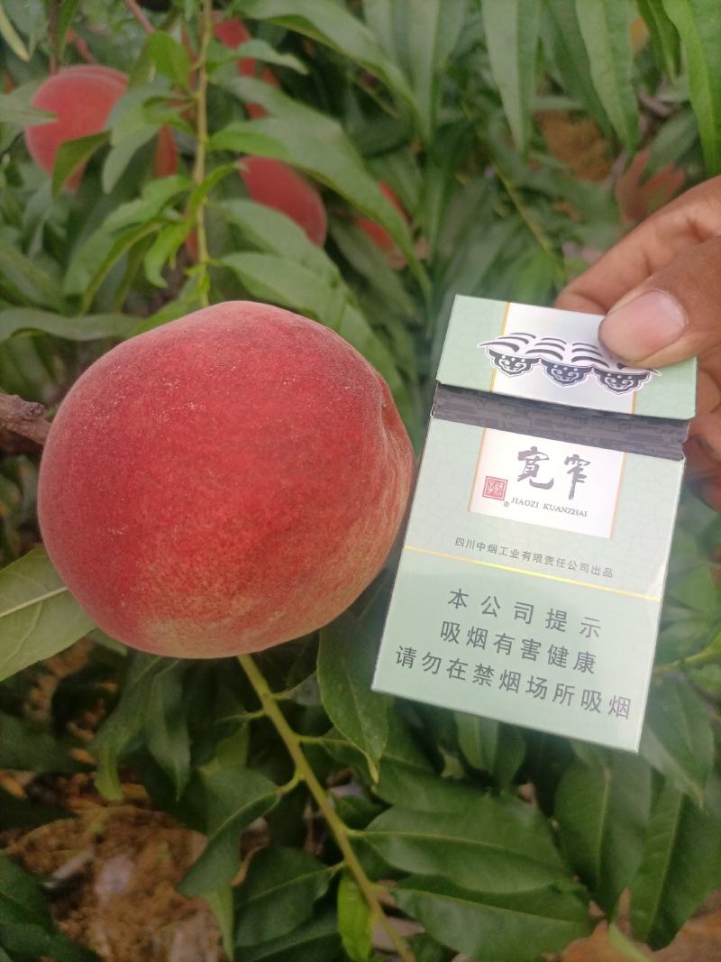 中桃8号大量售卖中，对接全国市场电商