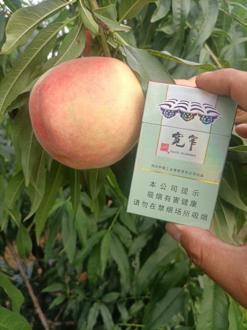 中桃8号大量售卖中，对接全国市场电商