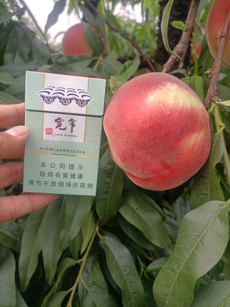 中桃8号大量售卖中，对接全国市场电商