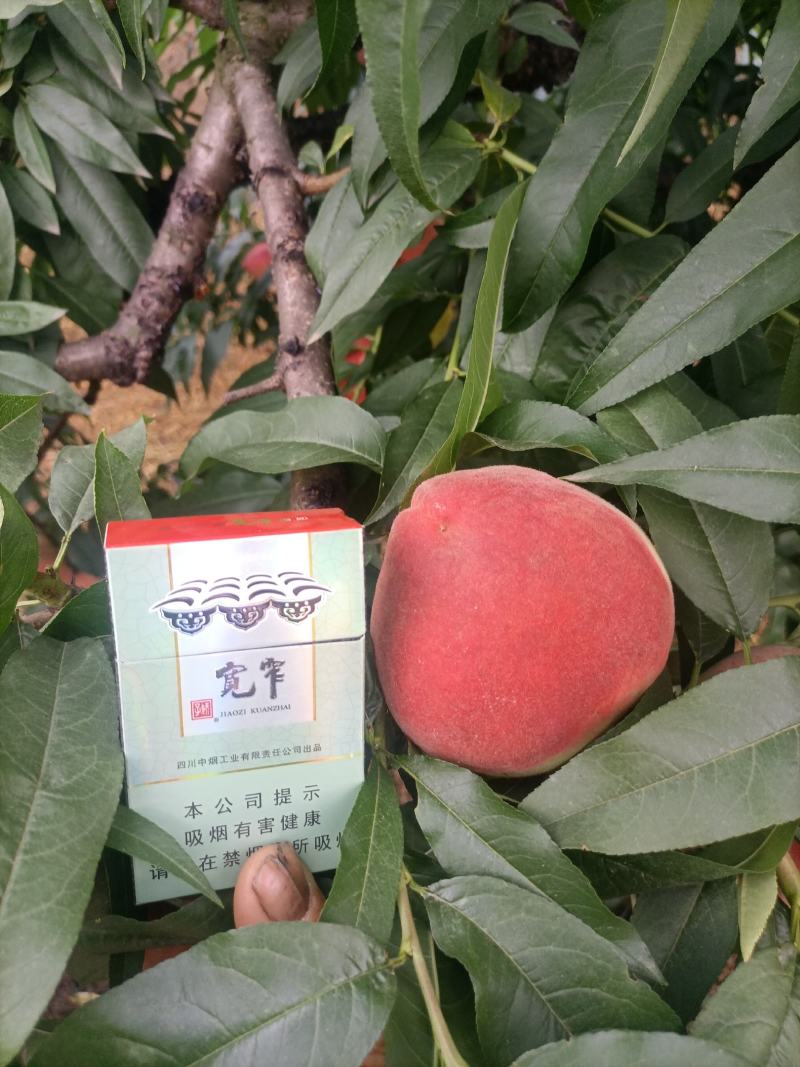 中桃8号大量售卖中，对接全国市场电商