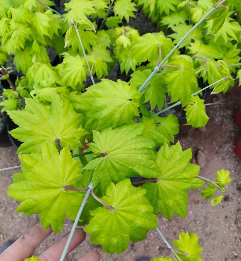 月升月升枫树月升小苗金影秋月小苗枫树三剑客
