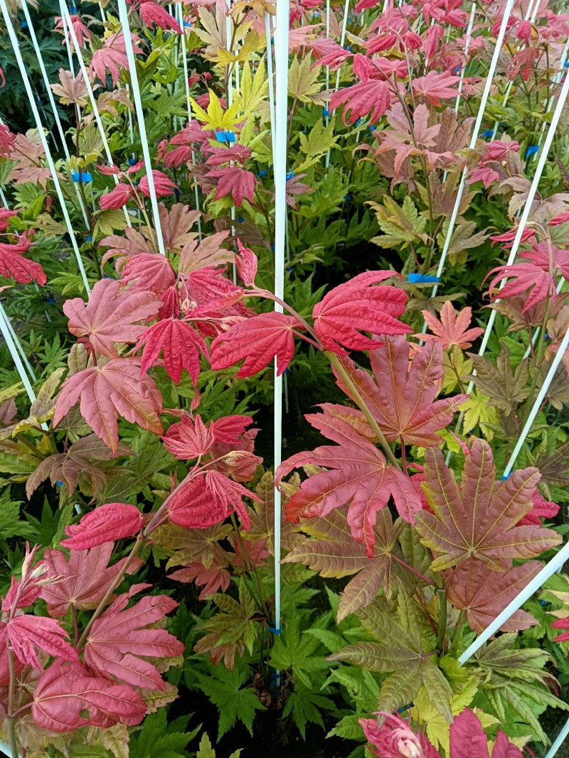 月升月升枫树月升小苗金影秋月小苗枫树三剑客