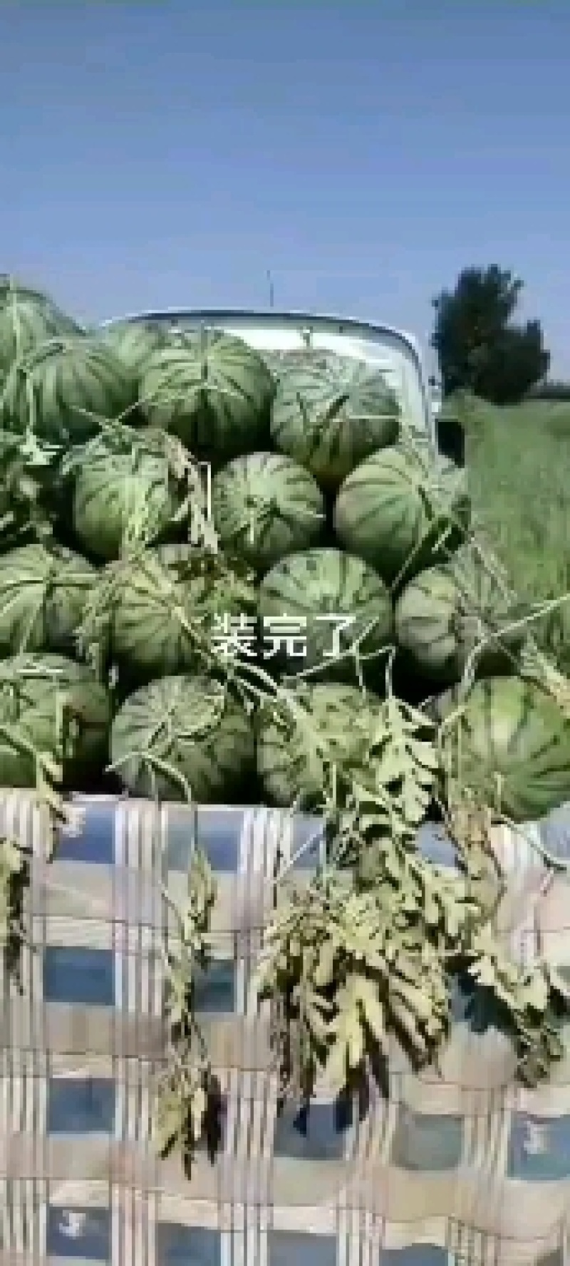 陆地直播籽京欣大量上市