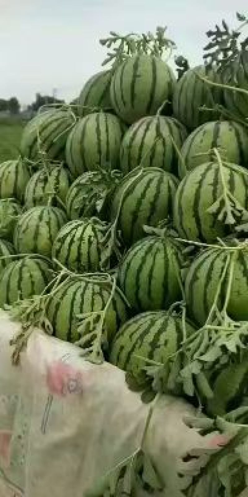 陆地直播籽京欣大量上市