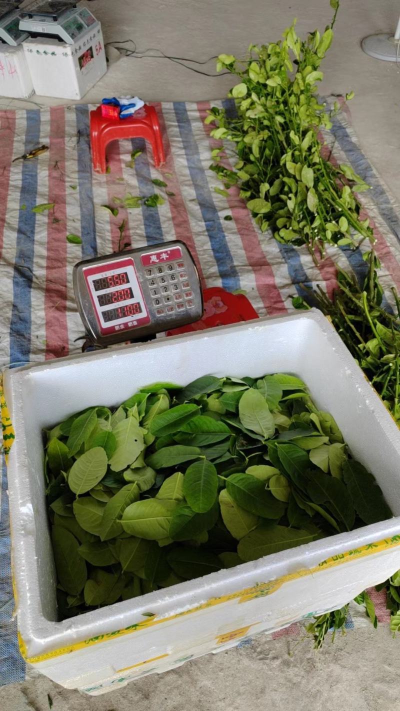 香水柠檬叶香料调味叶子漂亮，鱼生必备的香料。