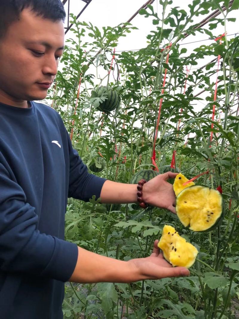 山东黄瓤富硒小兰，2k礼品西瓜产地直供，对接商超，市场