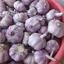 济南商河白桥大青稞蒜种，紫皮紫瓣！