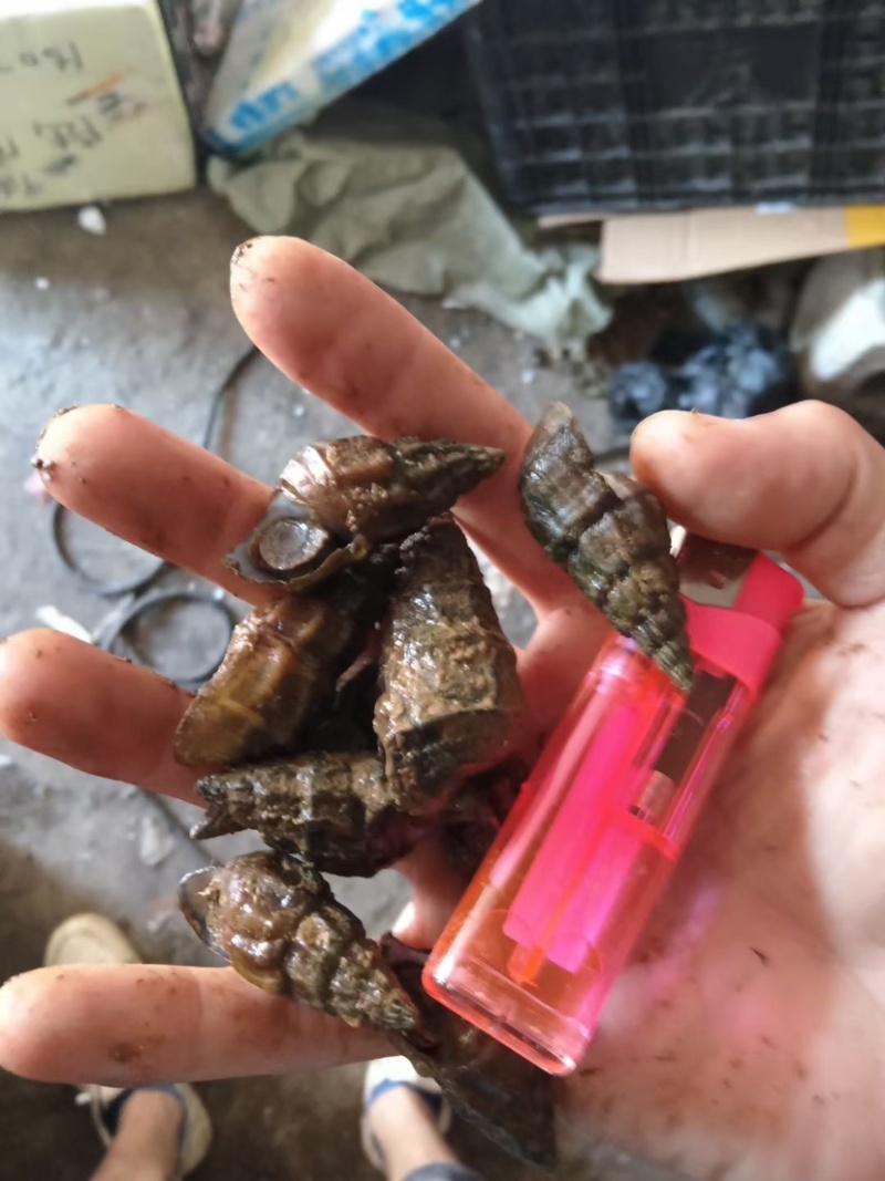 淡水扭螺