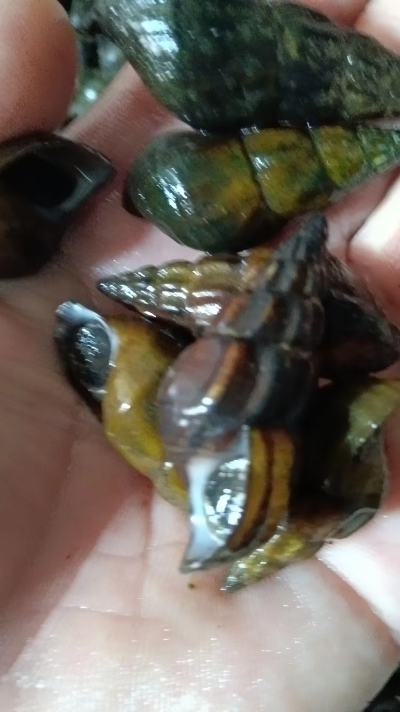 淡水扭螺