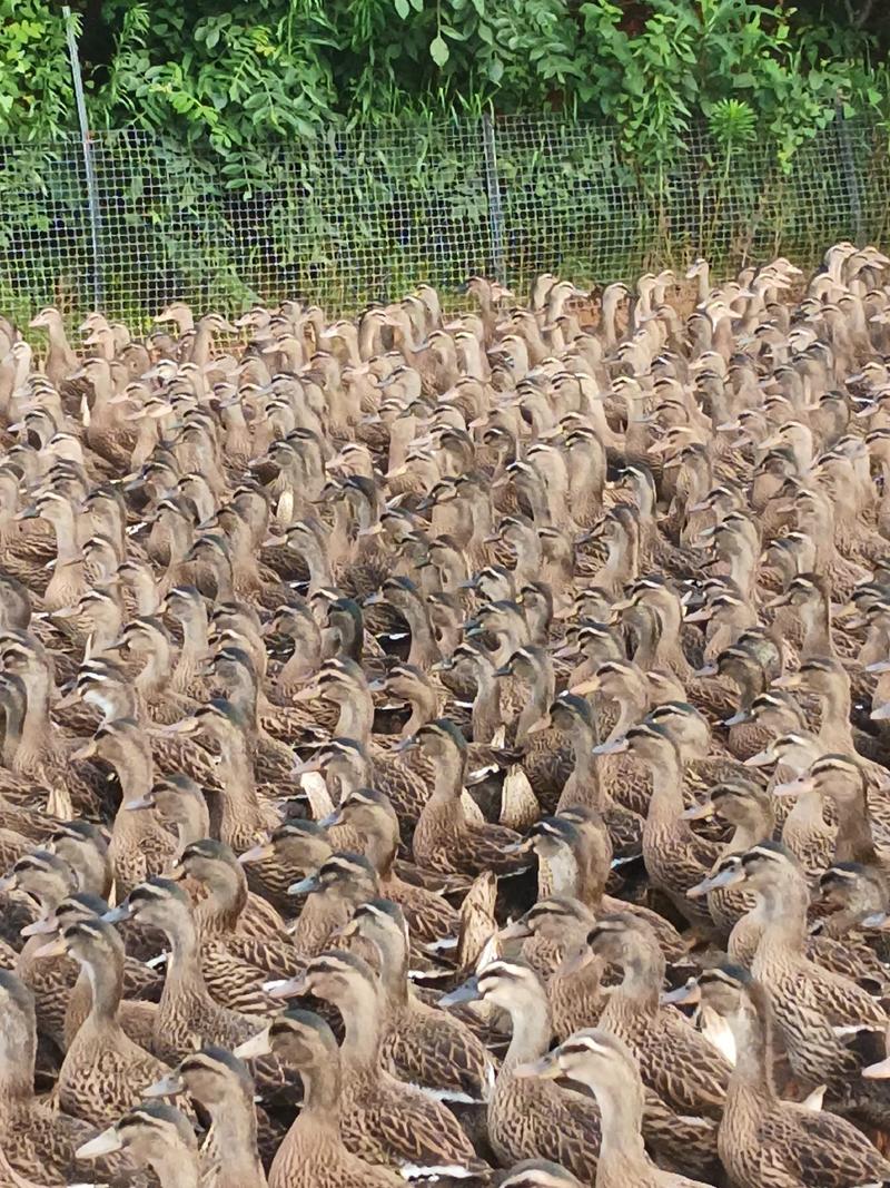 几千只野鸭出售