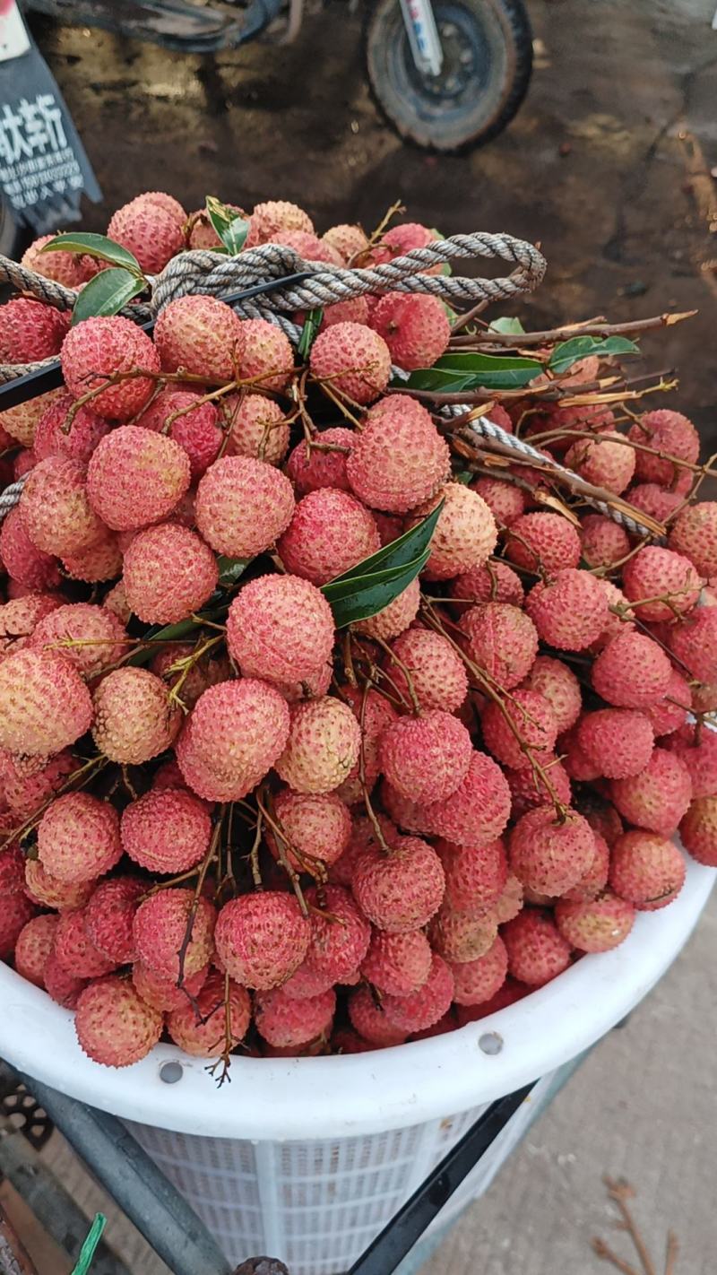 鸡嘴，桂味