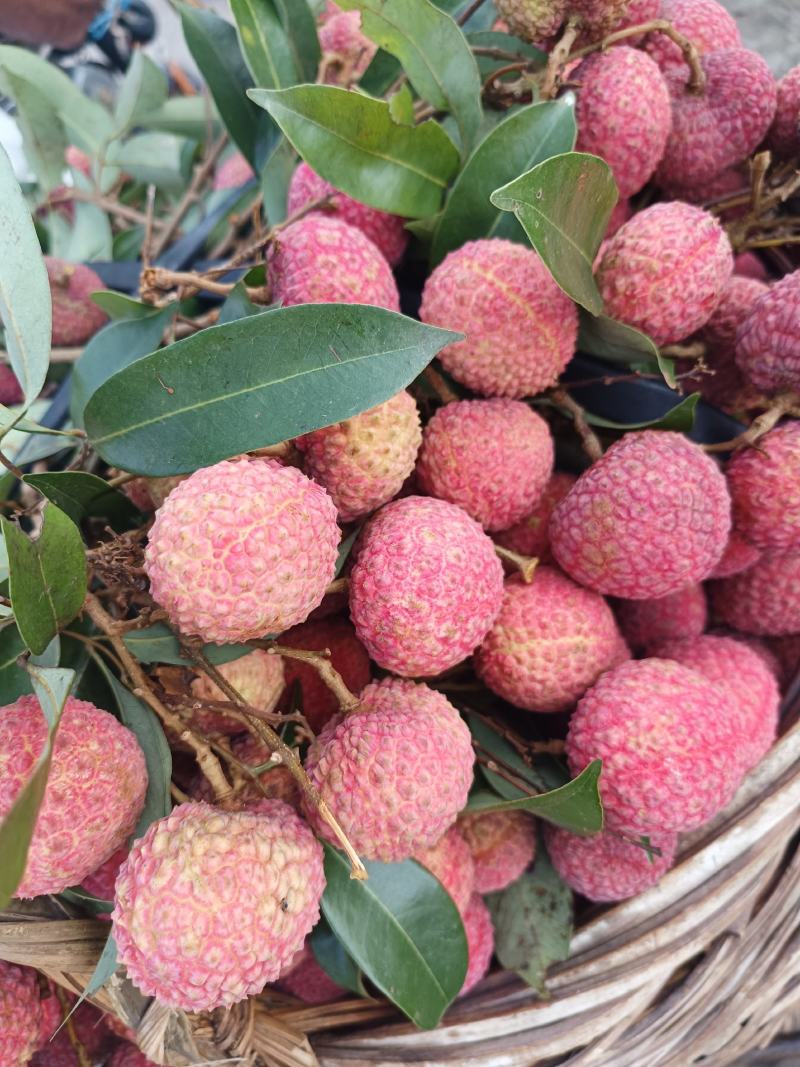 鸡嘴，桂味