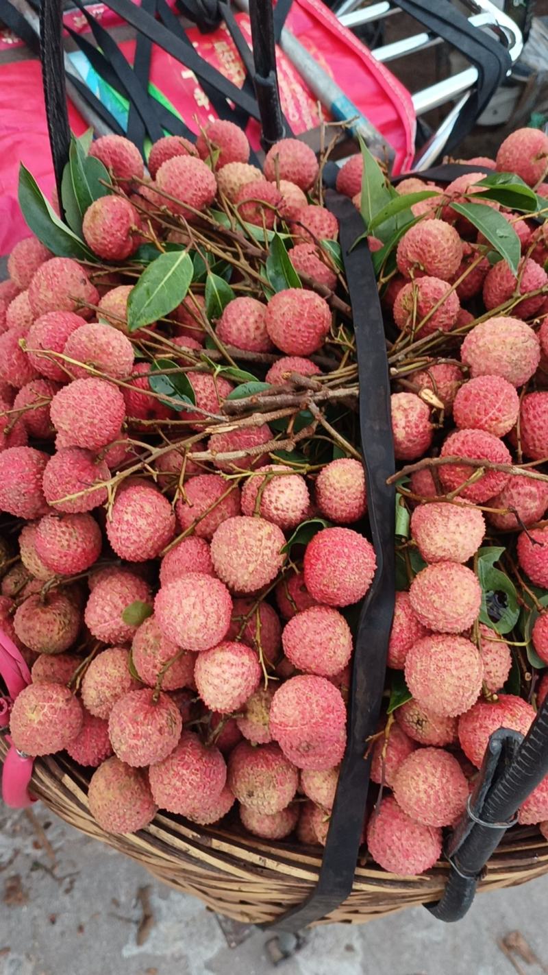 鸡嘴，桂味
