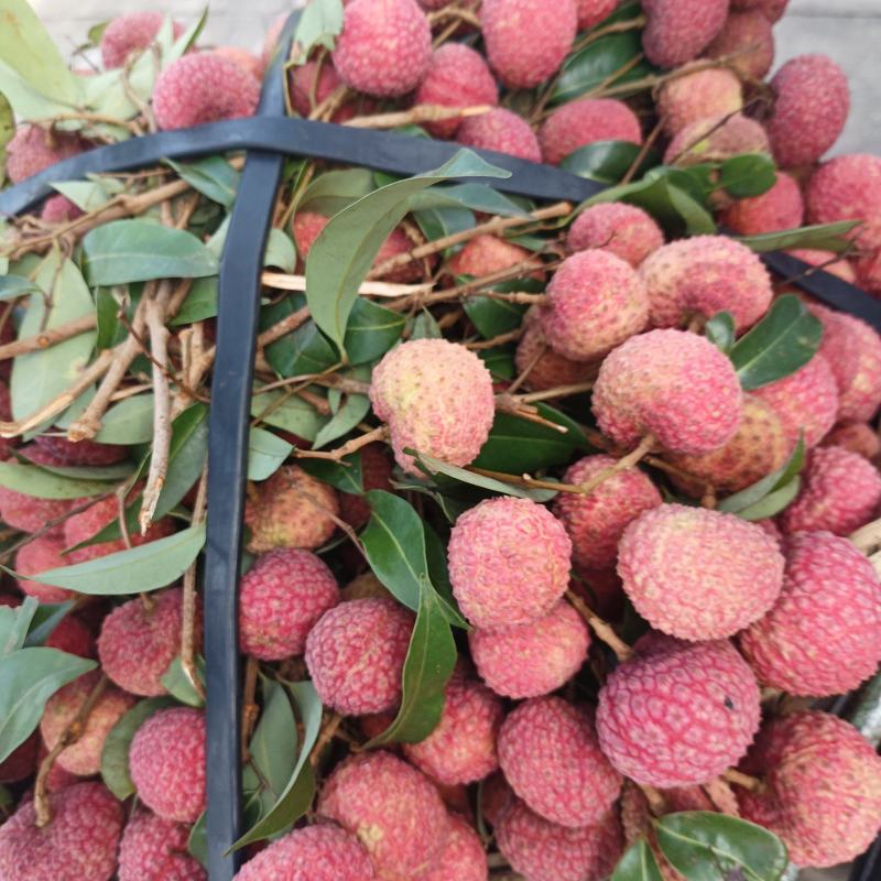 鸡嘴，桂味