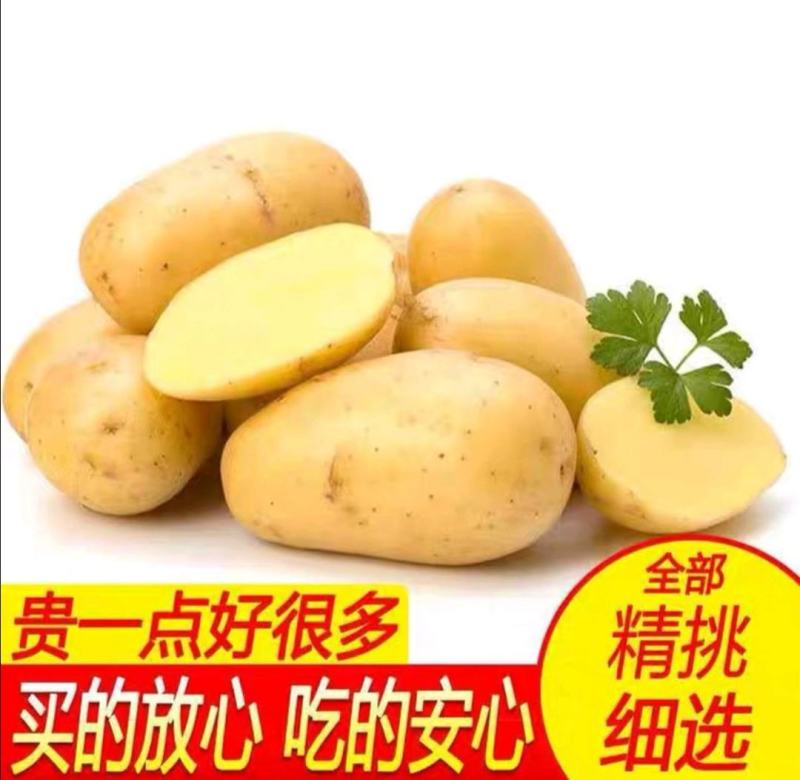 【土豆】甘肃精品希森226土豆，一手货源，品种全，价格低