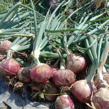 【红皮洋葱】高原夏菜中领红玫瑰，全国供货，量大从优