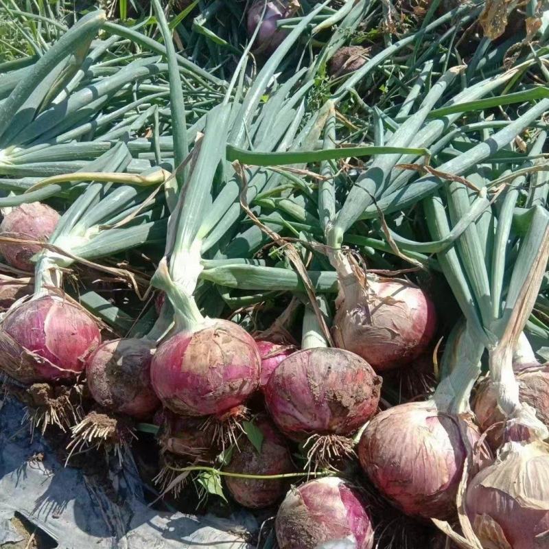 【红皮洋葱】高原夏菜中领红玫瑰，全国供货，量大从优