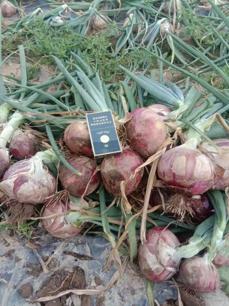 【红皮洋葱】高原夏菜中领红玫瑰，全国供货，量大从优