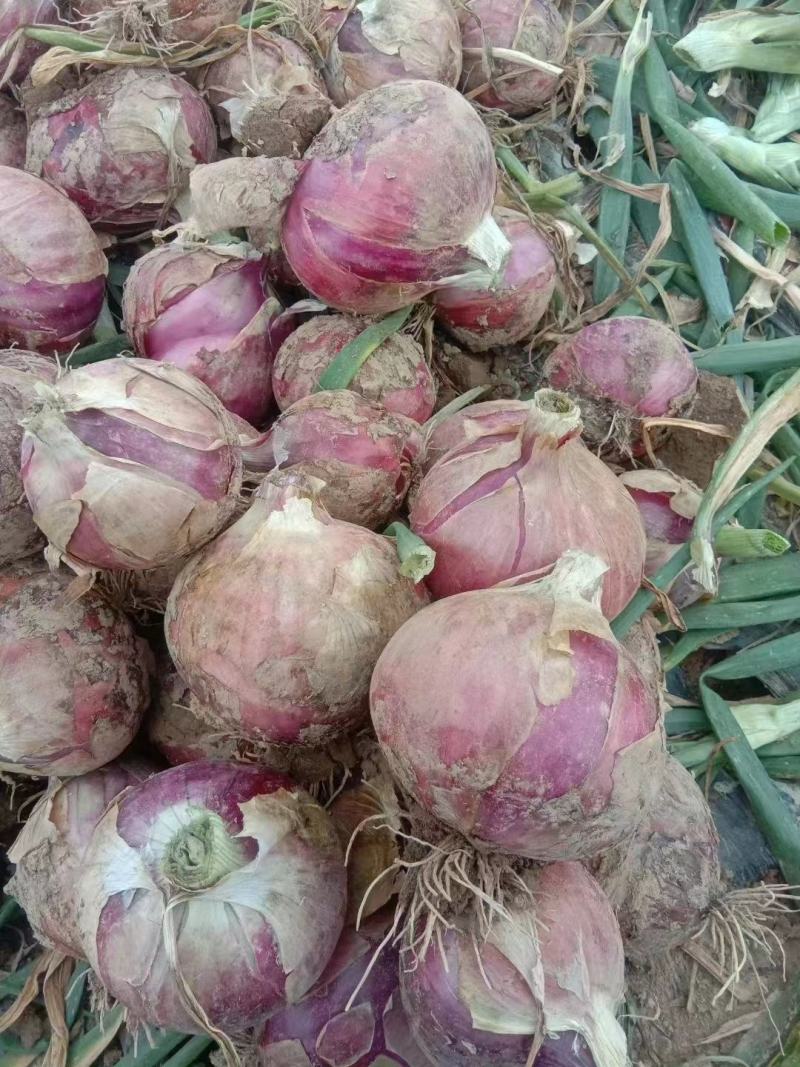 【红皮洋葱】高原夏菜中领红玫瑰，全国供货，量大从优
