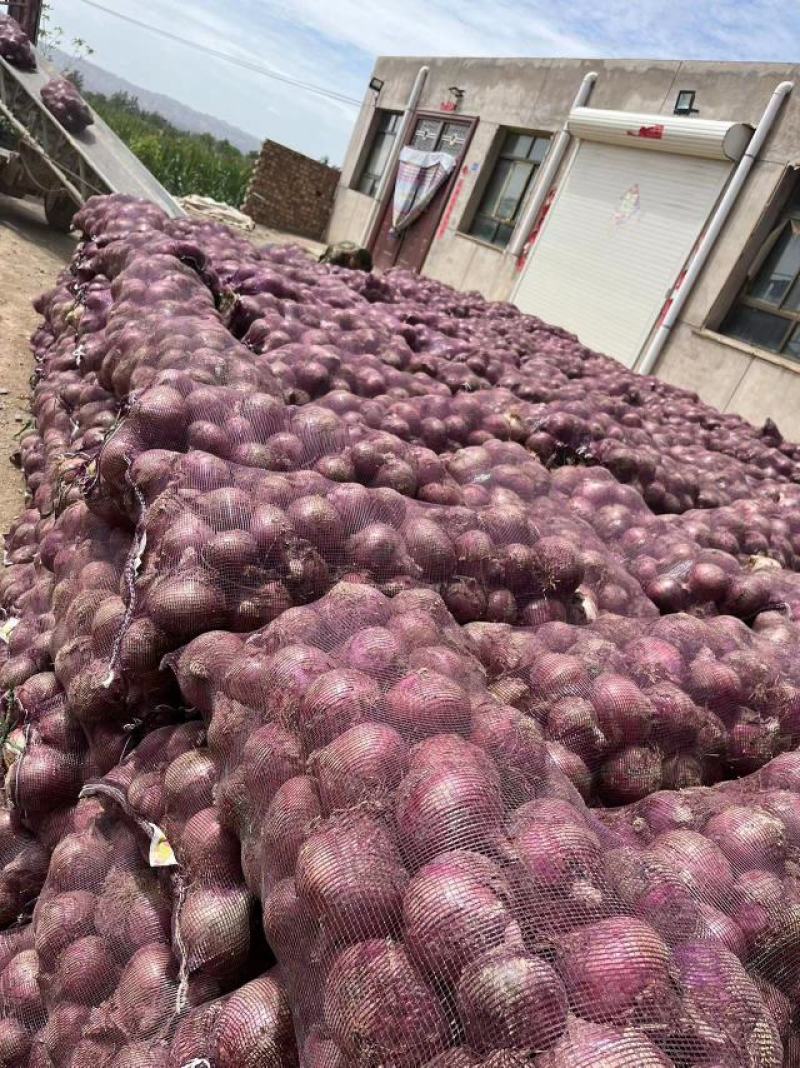 【红皮洋葱】高原夏菜中领红玫瑰，全国供货，量大从优