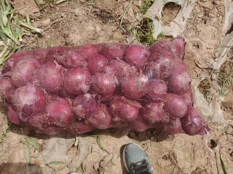 【红皮洋葱】高原夏菜中领红玫瑰，全国供货，量大从优