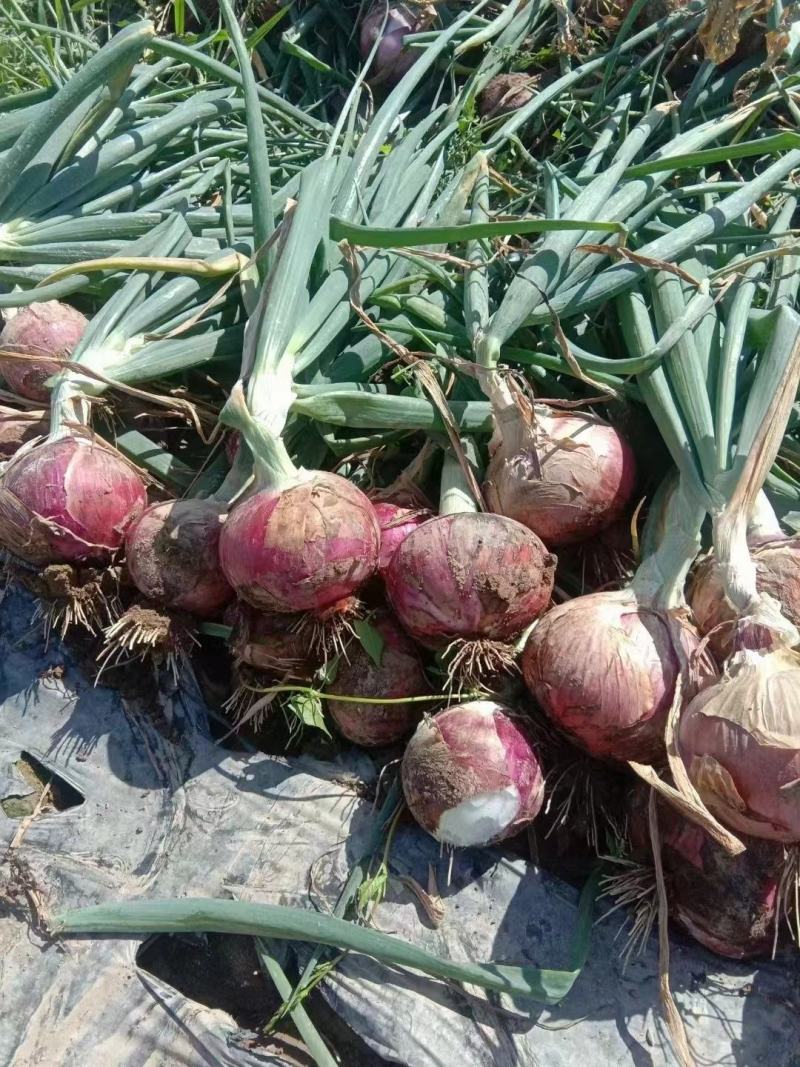 【红皮洋葱】高原夏菜中领红玫瑰，全国供货，量大从优