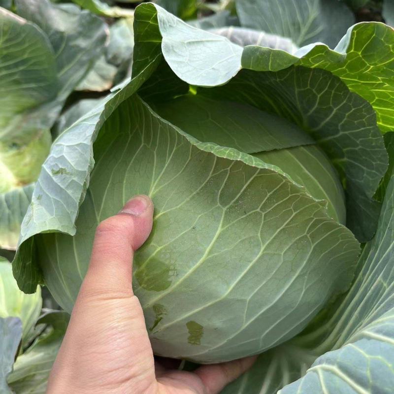 奥奇娜【扁包菜】精品甘蓝，高原夏菜，产地直发，可视频看货