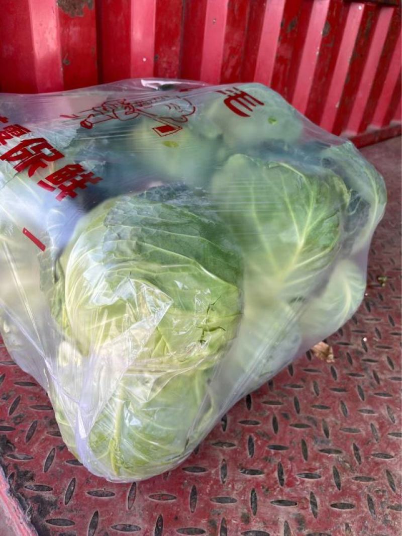奥奇娜【扁包菜】精品甘蓝，高原夏菜，产地直发，可视频看货