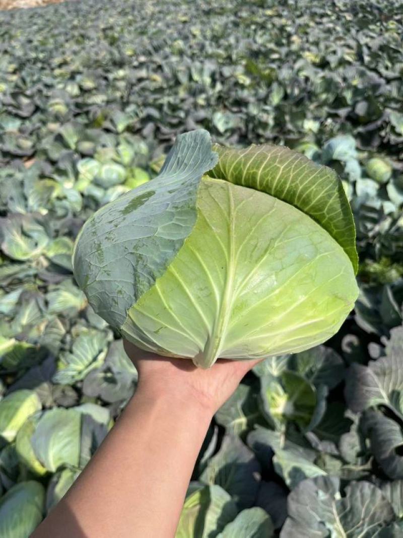 奥奇娜【扁包菜】精品甘蓝，高原夏菜，产地直发，可视频看货