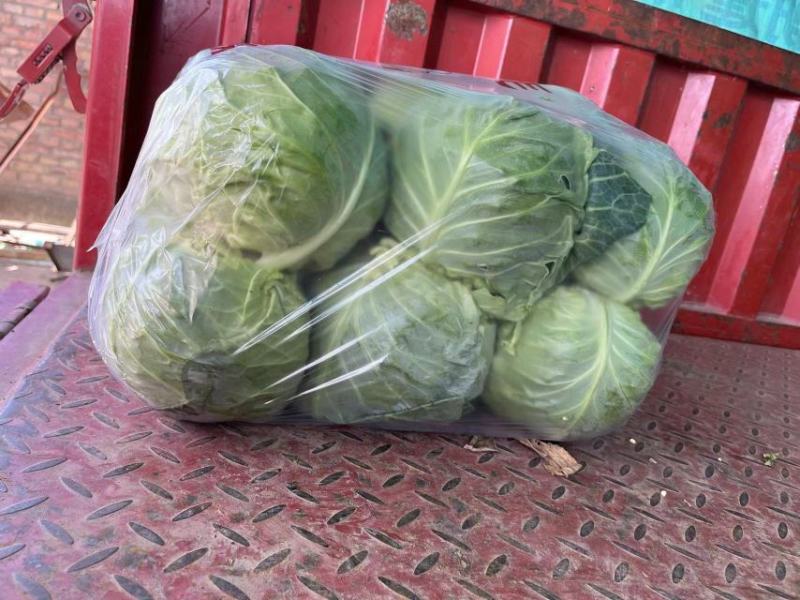 奥奇娜【扁包菜】精品甘蓝，高原夏菜，产地直发，可视频看货