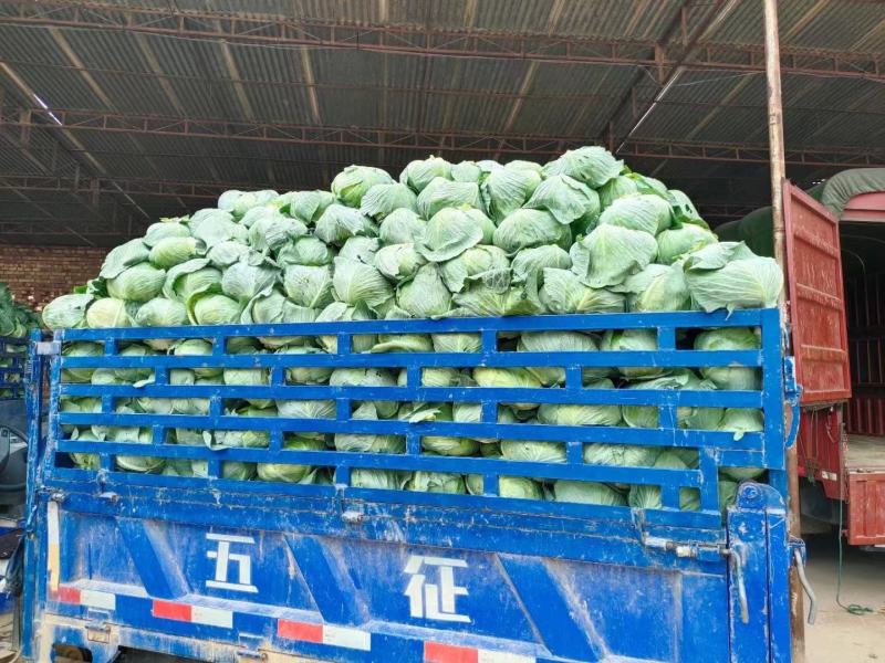 奥奇娜【扁包菜】精品甘蓝，高原夏菜，产地直发，可视频看货
