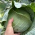 奥奇娜【扁包菜】精品甘蓝,高原夏菜,产地直发,可视频看货