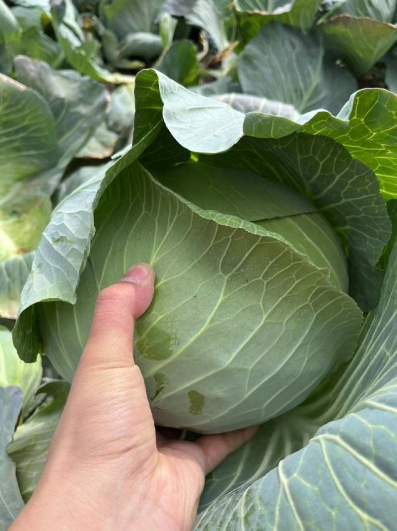 奥奇娜【扁包菜】精品甘蓝，高原夏菜，产地直发，可视频看货