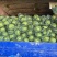奥奇娜【扁包菜】精品甘蓝,高原夏菜,产地直发,可视频看货