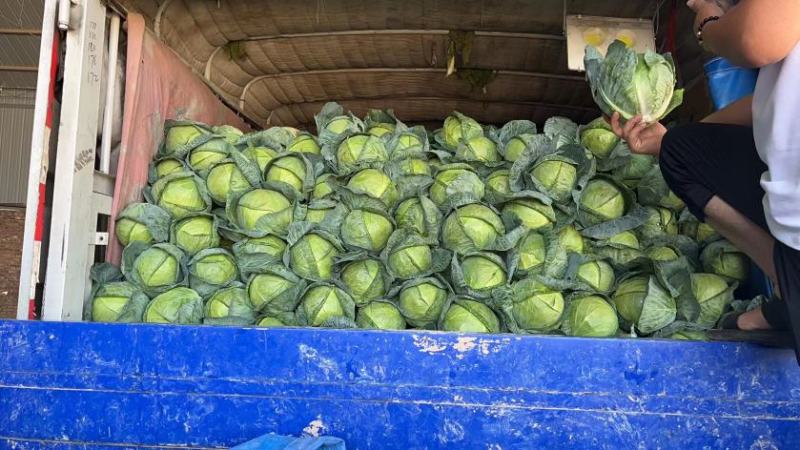 奥奇娜【扁包菜】精品甘蓝，高原夏菜，产地直发，可视频看货