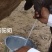 骆驼奶4瓶4斤包邮当日现挤鲜奶零添加空运保鲜隔日达