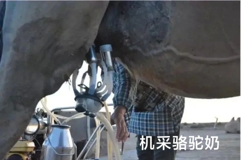 骆驼奶4瓶4斤包邮当日现挤鲜奶零添加空运保鲜隔日达