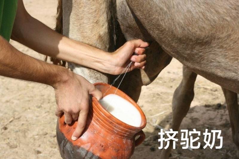 骆驼奶4瓶4斤包邮当日现挤鲜奶零添加空运保鲜隔日达